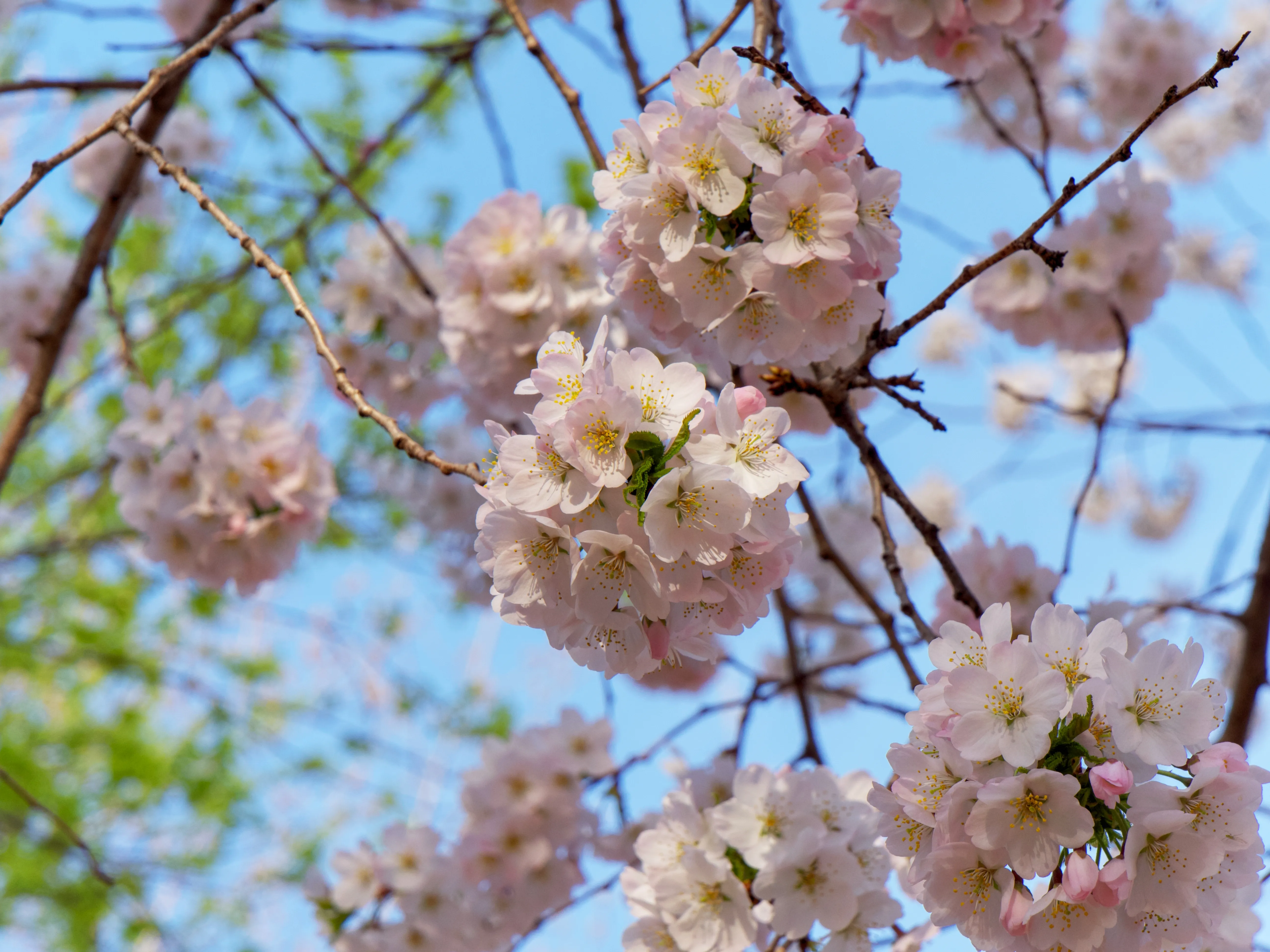 Cherry Blossoms Gallery - Picture 1